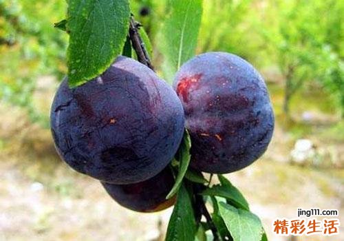 吃黑布林的好处