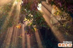 帮你去除油脂的三款养颜粥