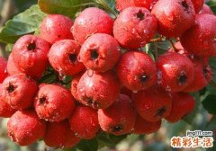 过预产期可以吃山楂吗