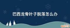 巴西龙骨叶子脱落怎么办