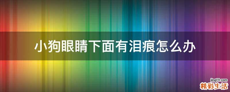 小狗眼睛下面有泪痕怎么办