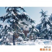 教你去除黑眼圈的5种救星食物