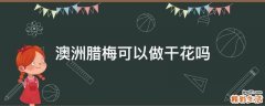 澳洲腊梅可以做干花吗