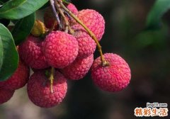 怎么吃荔枝不上火？学会这5个方法，让你不用忌口