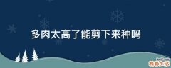 多肉太高了能剪下来种吗