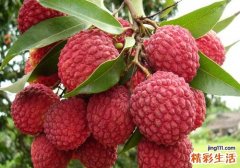荔枝和桃子能一起吃吗 桃子不能和什么一起吃
