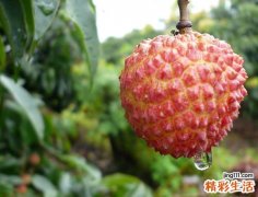 哪些人不能吃荔枝 什么人不能吃荔枝