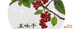 五味子和山楂泡水的功效与作用 五味子和山楂能长期服用吗