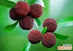 杨梅和海鲜能一起吃吗