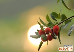 胃不好可以吃杨梅吗