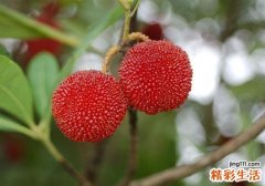 杨梅什么时候成熟 成熟的季节是几月
