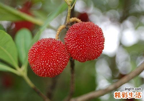 杨梅什么时候成熟 成熟的季节是几月