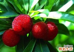 杨梅的营养价值