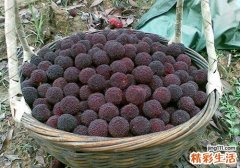 杨梅可以放冰箱吗 杨梅冷冻可以保存多久