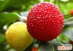 吃杨梅牙齿酸了怎么办 吃杨梅牙酸的六种处理方式