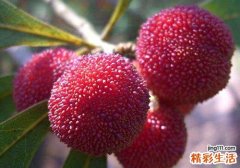 杨梅可以治拉肚子吗 怎么吃杨梅可以治拉肚子