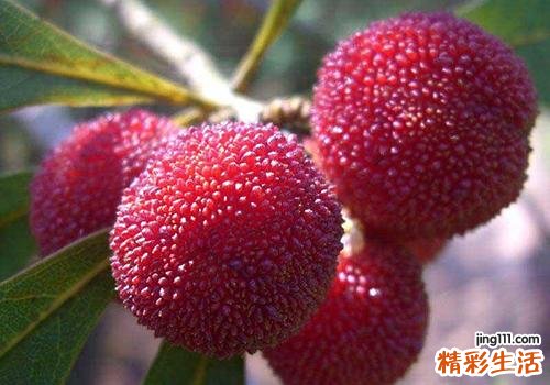 杨梅可以治拉肚子吗 怎么吃杨梅可以治拉肚子