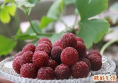 杨梅是凉性还是热性