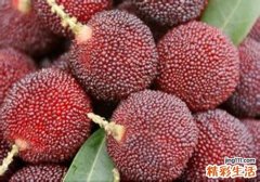 杨梅的营养价值及功效