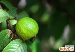 番石榴糖尿病可以吃吗