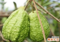 番石榴糖尿病可以吃吗 番石榴可以治糖尿病吗