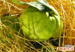 番石榴孕妇可以吃吗 孕妇吃番石榴有什么好处