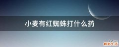 小麦有红蜘蛛打什么药