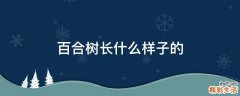 百合树长什么样子的