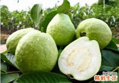吃番石榴会便秘吗