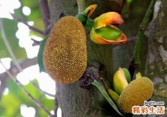 吃菠萝蜜会便秘吗 菠萝蜜什么人不能吃