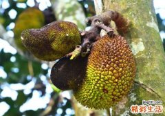 菠萝蜜糖份高吗 糖尿病人可以吃菠萝蜜吗