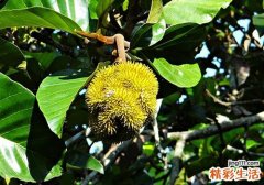 吃菠萝蜜过敏怎么办 吃菠萝蜜过敏什么症状