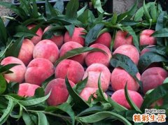 吃桃子会胖吗