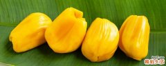 菠萝蜜放冰箱放了10天能吃吗 菠萝蜜买回来很硬能放熟吗