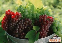 提子吃多了会怎么样