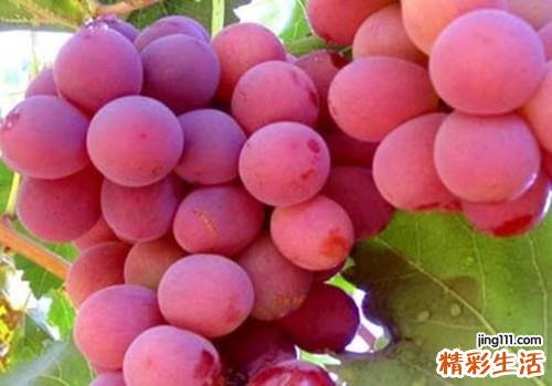 提子经期能吃吗