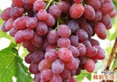 提子皮上的白霜是什么