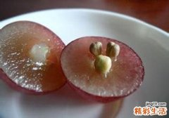 红提子的籽能吃吗