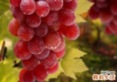提子可以空腹吃吗 空腹吃提子对身体好吗