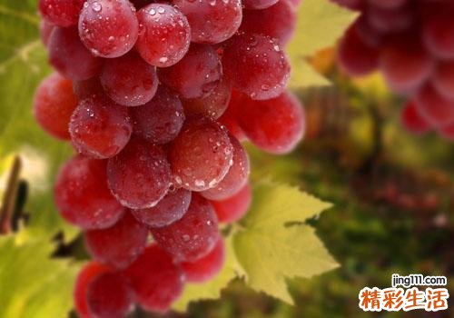 提子和牛奶可以一起吃吗 没想到提子还可以这样吃