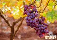 提子用盐水泡多久 原来洗水果也有这么多门道