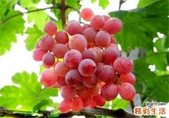 红提怎么辨别 吃提子如何快速剥皮