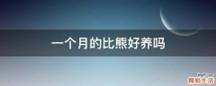 一个月的比熊好养吗