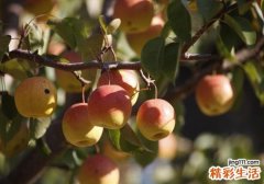 胃不好能吃梨吗 有胃病可以吃梨吗
