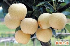 冬天吃梨有什么好处