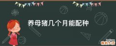 养母猪几个月能配种