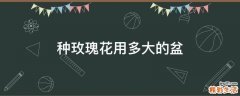 种玫瑰花用多大的盆