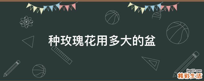 种玫瑰花用多大的盆