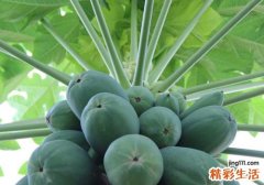 木瓜可以天天吃吗 99%的人都不知道