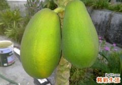 木瓜青的可以吃吗